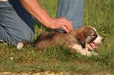 BORDER COLLIE 012
